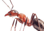 ant