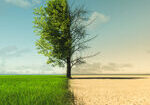 Climate change from drought to green growth