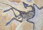 Archaeopteryx Fossils. Archaeopteryx lithographica, Sinosauropte